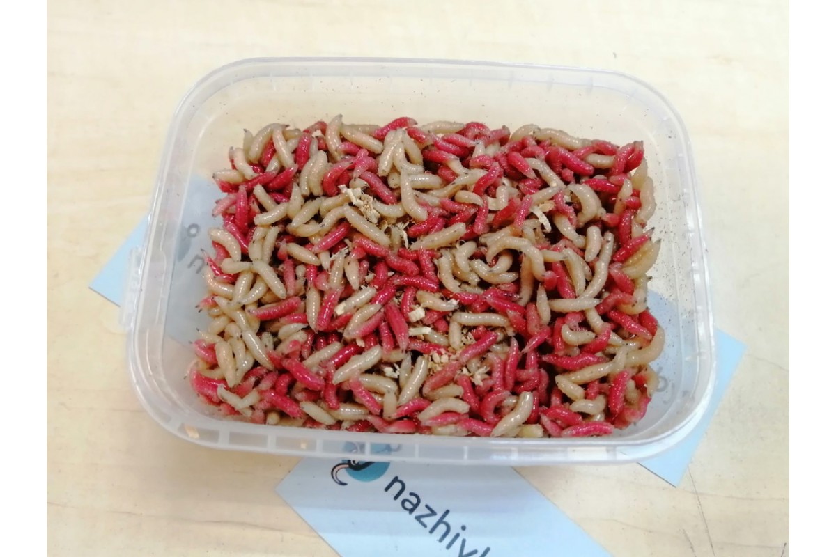 Купить опарыша mix красный и белый в Минске